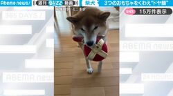 3つのおもちゃを同時にくわえたまま飼い主にドヤ顔披露！かわいすぎる柴犬の大技が話題に「頑張ったねっ」
