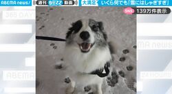 ゆ、雪だあああ！いくら何でも“雪にはしゃぎすぎ”なワンコ、全力で楽しむ姿がかわいすぎて笑顔になる人続出