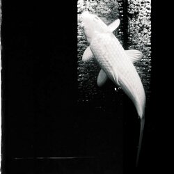 yahyel SALVAGED、過去を見つめ、拾い上げる、最新EPをリリース