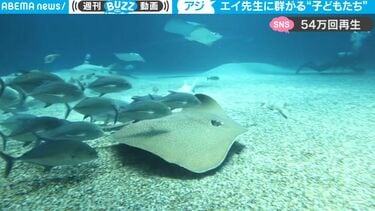 水族館で目撃された貴重映像！ 一匹のエイが大群のアジを引き連れて 