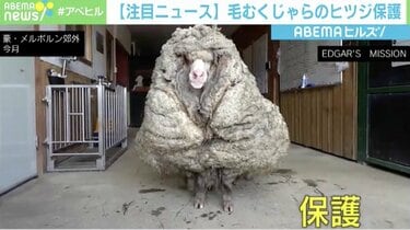 弱っていた羊、1年ぶりの毛刈りで回復 取れた羊毛は約35kg | 国際