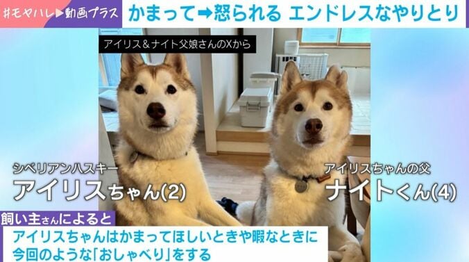 シベリアンハスキーの親子喧嘩!?