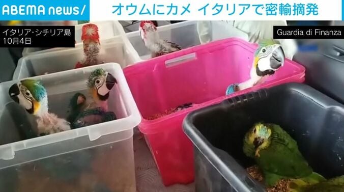 オウムたち