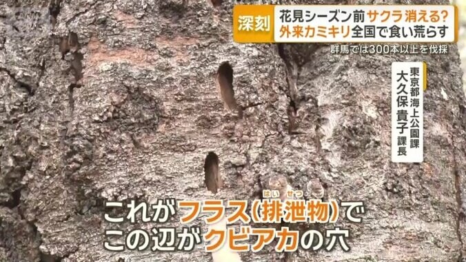 【情報まとめ】“我が国の文化や農業に大きな影響をもたらす懸念”　樹木食い荒らす特定外来生物「クビアカツヤカミキリ」対策本部を設置 　20都府県に被害拡大　防除戦略など策定へ 9枚目