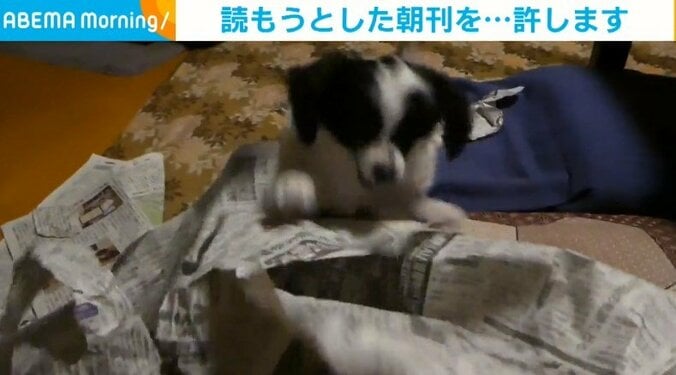 「狩猟本能…！」突然スイッチが入って新聞をぐちゃぐちゃにするイヌが話題 1枚目