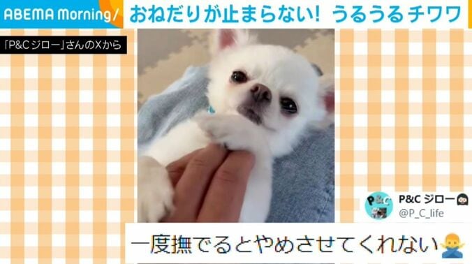 チワワのちろくん