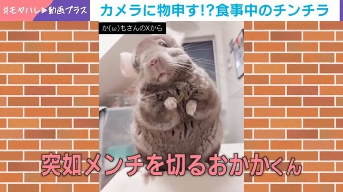 チンチラ