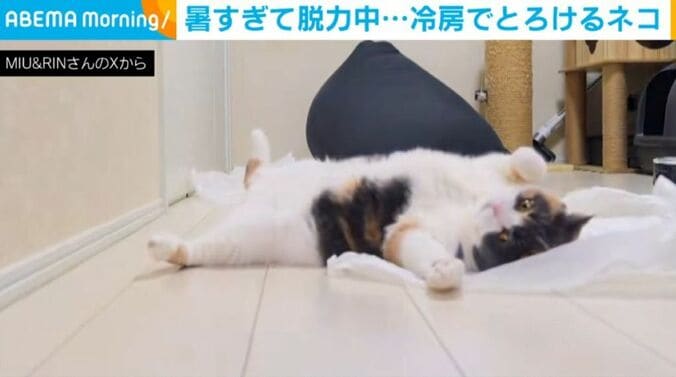 みゅーちゃん