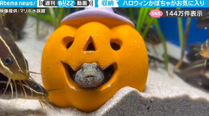 一体、何が隠れているのか！？ よーく見ると“何か”がハロウィンかぼちゃの中にいる！水族館で撮られた衝撃映像 1枚目