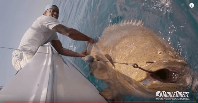 モンスターか！？ カツオを丸飲みする２メートル級の巨大魚【衝撃映像】 1枚目