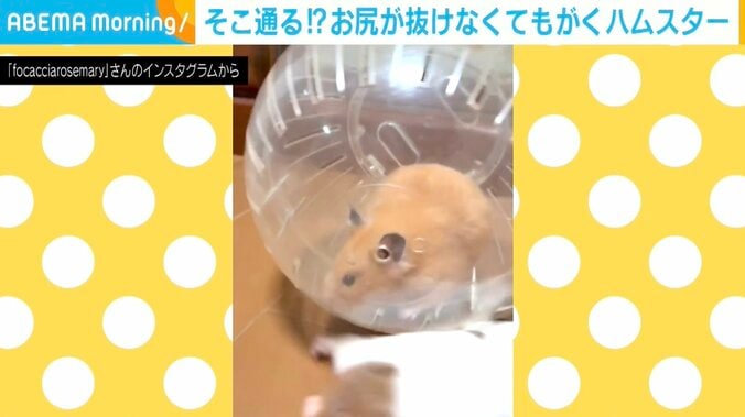 キンクマハムスターのむぎちゃん