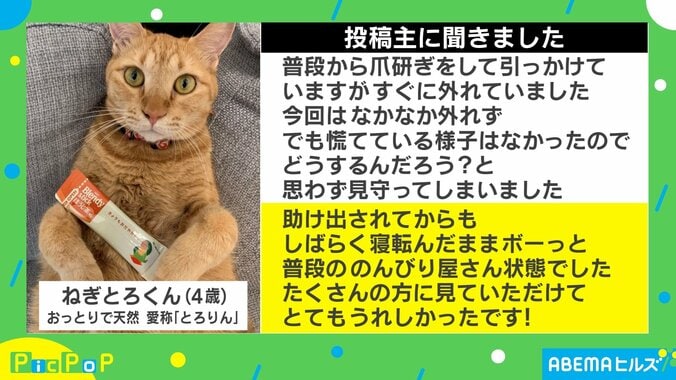 内心焦ってるニャ…爪研ぎ後の猫を襲った緊迫感ゼロの“悲劇” 投稿主「助けても“のんびり屋”状態」 2枚目