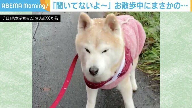 柴犬のチロちゃん