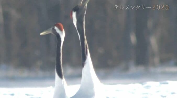 釧路湿原の希少生物