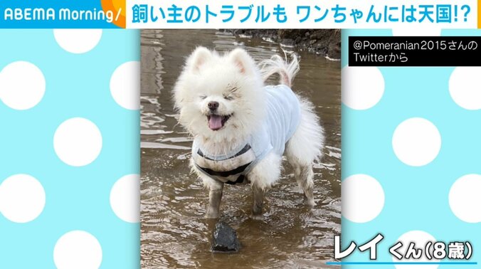 泥だらけでも気にしない! 水遊びを“エンジョイする犬”に「満足げで楽しそうw」「可愛いから許しちゃいます」絶賛の声 1枚目