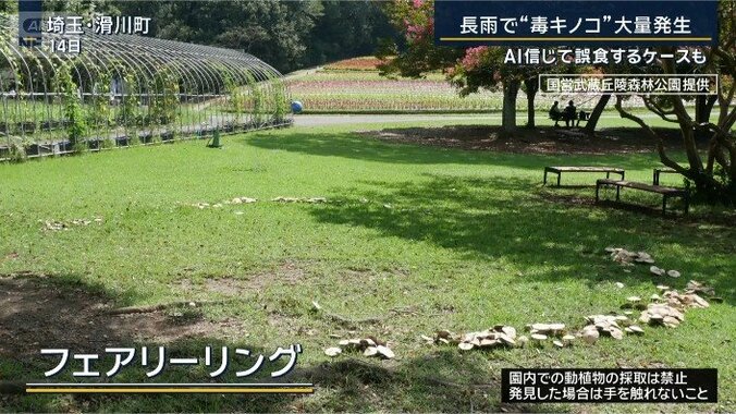フェアリーリング