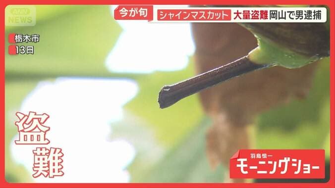 シャインマスカット大量盗難　防カメ捉えた怪しい影　SNSでは農家なりすまし詐欺急増 1枚目