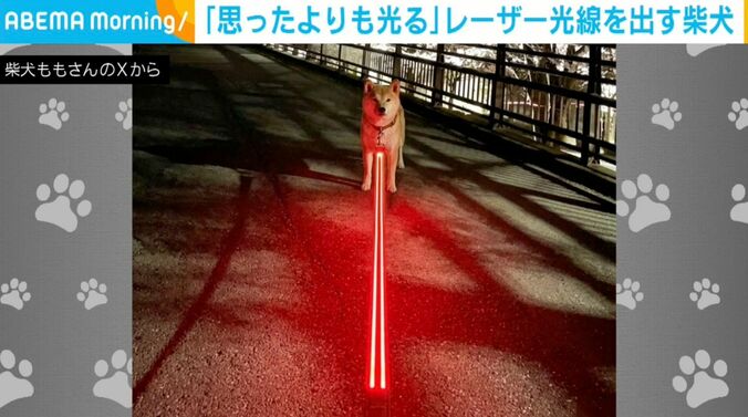 柴犬のももちゃん