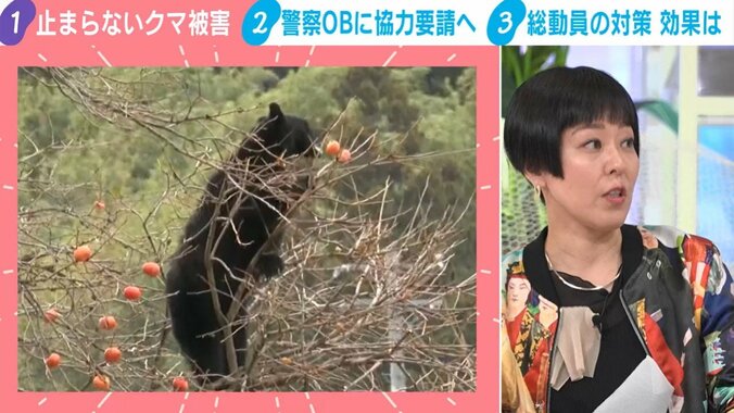 柿の実を食べながら木の上に居座るクマ