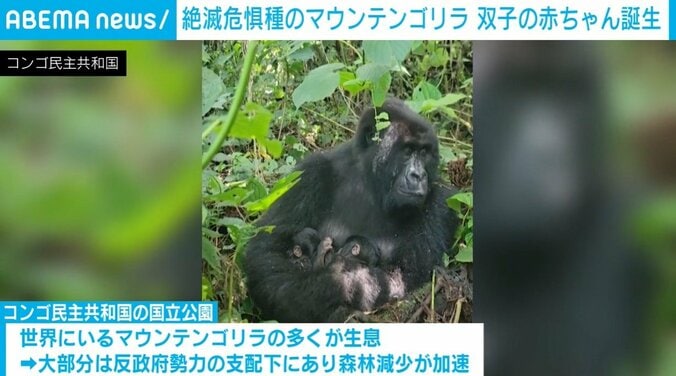 母ゴリラの胸にくっつく双子のあかちゃん