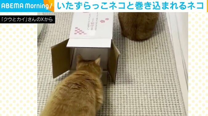 クウくんとカイくん