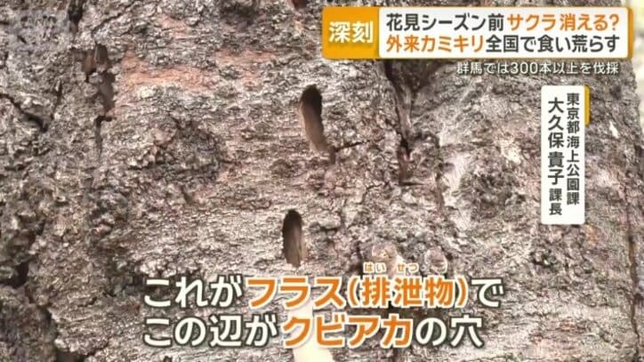 【情報まとめ】“我が国の文化や農業に大きな影響をもたらす懸念” 樹木食い荒らす特定外来生物「クビアカツヤカミキリ」対策本部を設置 20都府県に被害拡大 防除戦略など策定へ