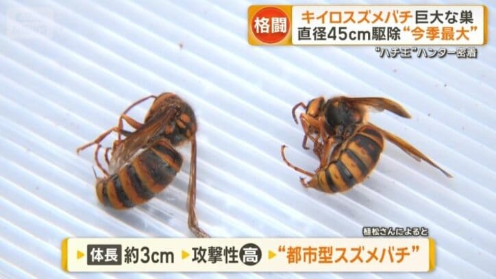 キイロスズメバチ