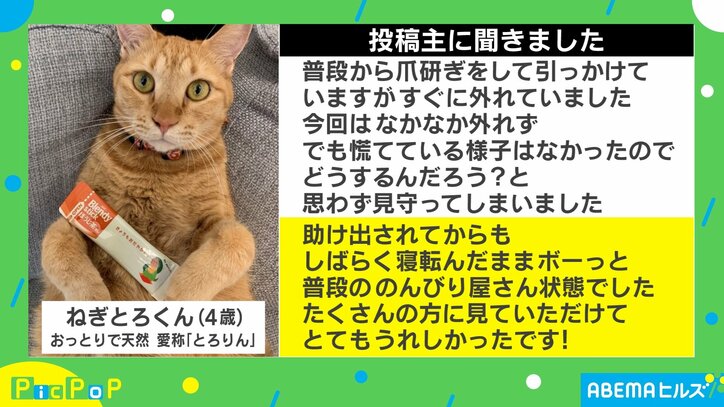 内心焦ってるニャ…爪研ぎ後の猫を襲った緊迫感ゼロの“悲劇” 投稿主「助けても“のんびり屋”状態」