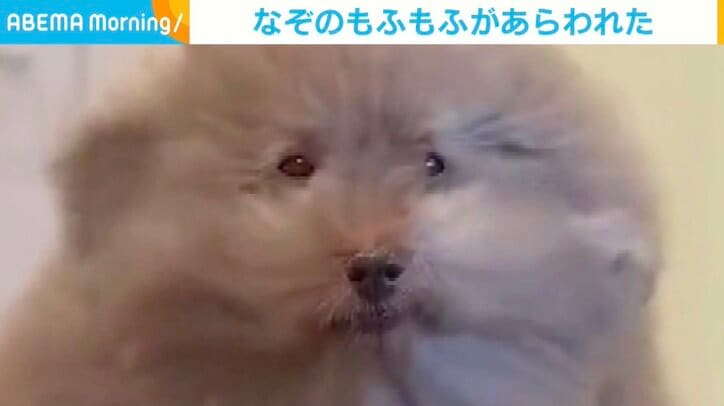 【写真・画像】犬？猫？それともウサギ？ 風に包まれる“なぞのもふもふ”の正体に「さいっっっこうにかわいいです!!」と反響　1枚目