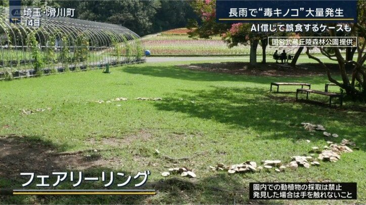 フェアリーリング