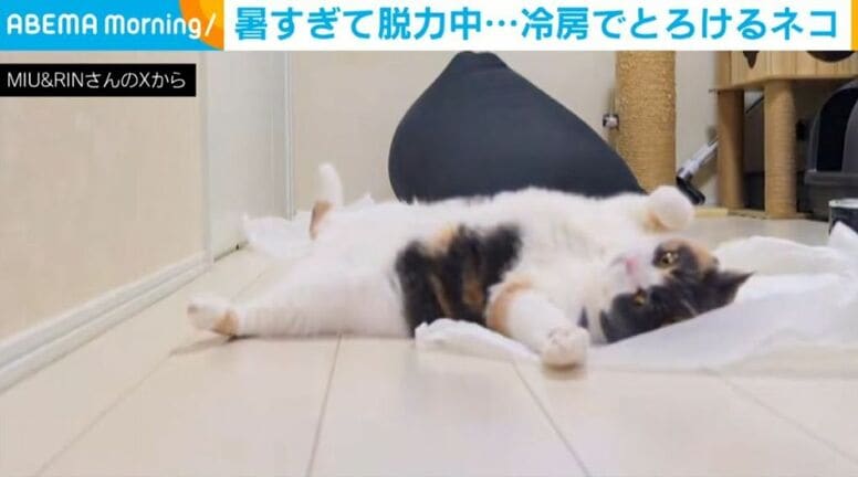 人と同じ？ 暑い日に床でぺたん…猫が“とろける”姿に反響「お腹にダイブしたい」「涼しいのかな」「可愛い」