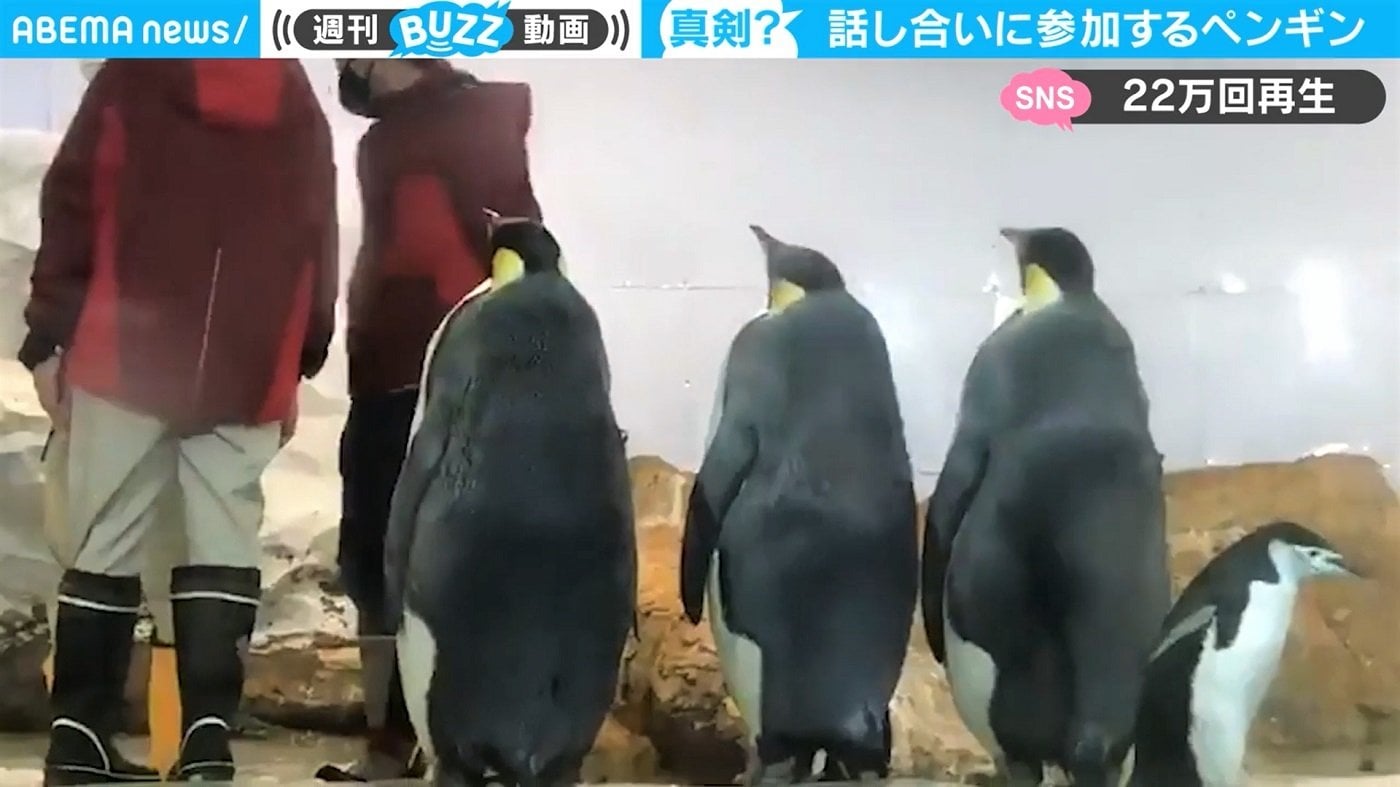 えっ 飼育員の打ち合わせにペンギン 目を疑う珍行動が 貫禄ありすぎ と話題 国内 Abema Times えっ 飼育員の打ち合わせにペンギン 目を疑う珍行動が 貫禄ありすぎ と話題 国内 Abema Times
