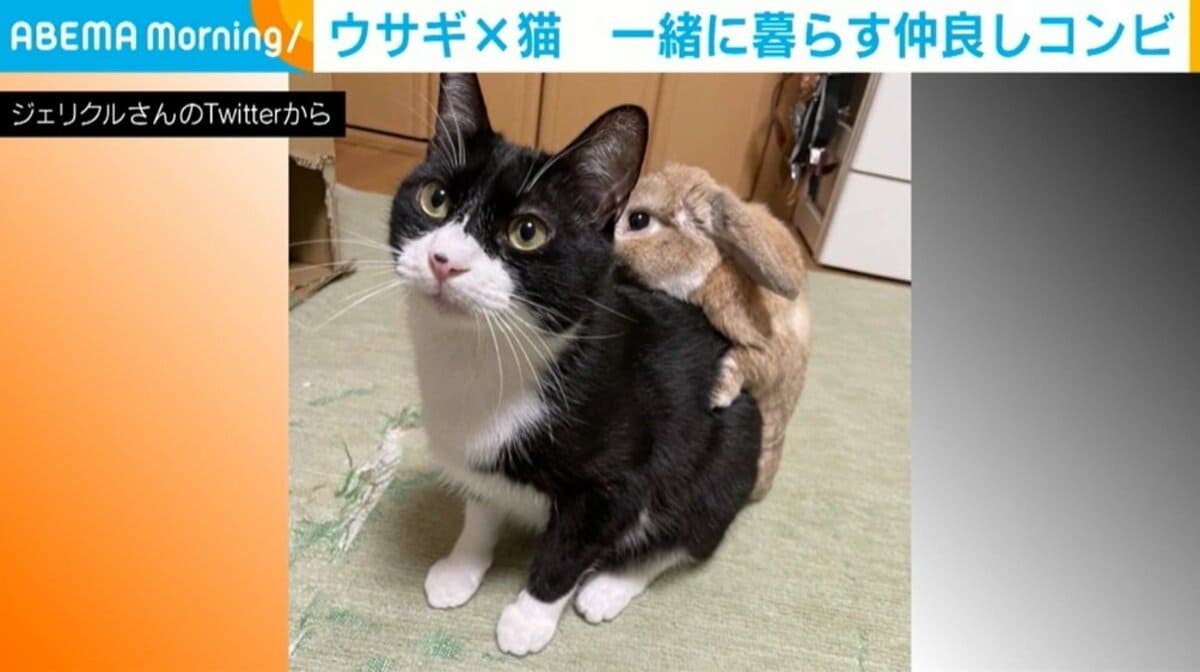猫とのふれあいタイムに「待ってました」、グイグイ攻めるうさぎ 「昔