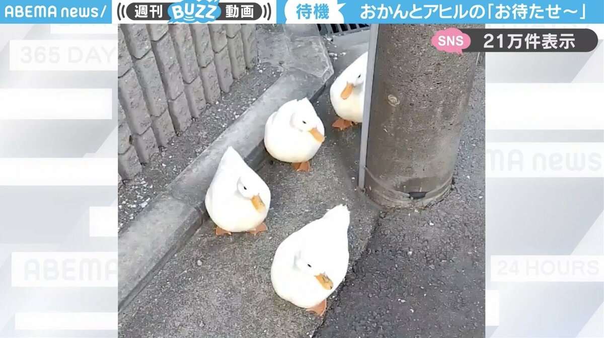 止まれ」の文字も守る！？電柱の下で飼い主を待つアヒルたちの“行儀の