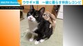 猫とのふれあいタイムに「待ってました」、グイグイ攻めるうさぎ 「昔夢に見た光景」と反響