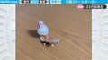 「コナン君 顔負け」スケボーを乗りこなす文鳥 華麗な技と“ドヤ顔”がネットで話題