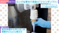 画面に収まりきらない奇跡の12段ソフト！店長の妻が“苦労せずできた”神業に「普通サイズの3個分ぐらいありそう」「子どもの時に憧れた」歓喜の声