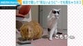 「見ちゃダメ…でも見たい！」隣の食事が気になりすぎる猫に「自制と葛藤してるのカワイイ」「お顔が言う事聞かないにゃ〜w」と反響