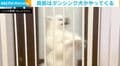まるでスリラー！？食前に見事なダンスを披露するポメラニアンに「器用すぎる」「あー忙しい、忙しいってなってるみたいw」など反響