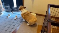【映像】“20分ぶり”の再会に大喜びのコーギー
