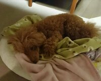 大島康徳『明後日、入院します』