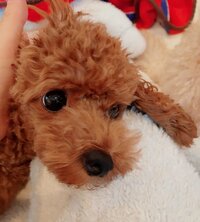 広田レオナ『コロナには絶対罹っちゃいけない、うつしちゃいけないと痛感しました』