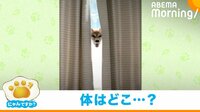 【映像】カーテンのすき間から“笑顔だけ”を見せる柴犬