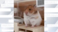 【映像】ハムスターの“半身立ち”ふんばりカキカキ