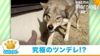 【映像】ウルフドックのギャップに反響