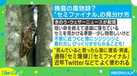 3人に1人がセミファイナルの被害に？