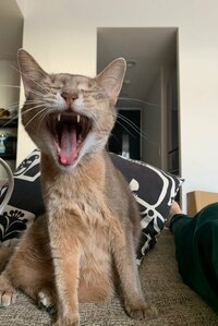 桃『存在を知って1年経ちました。』