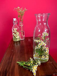 アグネス・チャン『隔離が始まります』