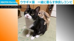 猫とのふれあいタイムに「待ってました」、グイグイ攻めるうさぎ 「昔夢に見た光景」と反響