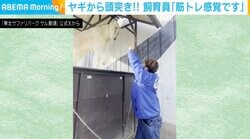 「筋トレ感覚です」ヤギの“猛烈な頭突き”を受ける飼育員に心配の声「気を付けないと突き指しそうw」